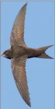  ??  ?? The Common Swift in flight.