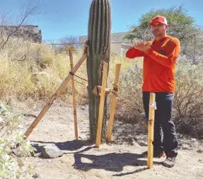  ?? ?? l Sergio Müller, de Caminantes del Desierto, explicó que han sembrado alrededor de 50 cactáceas, entre sahuaros, pitahayas y “chinitas”.