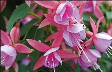  ??  ?? Perfect for pots: Fuchsias such as Rose Fantasia can thrive in containers on the patio