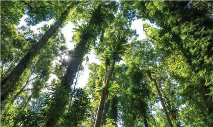  ?? Photograph: Inigo Images/Alamy ?? Demand for Australian carbon units has not been so high since the Abbott government repealed Labor’s carbon-pricing scheme in 2014.