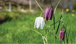  ??  ?? Snake’s head fritillari­es’ delicate blooms are a welcome sight in spring