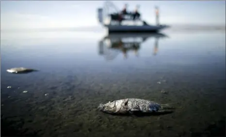  ?? AP PHOTO/GREGORY BULL ?? In this April 29, 2015, file photo oxygen-starved tilapia float in a shallow Salton Sea bay near Niland. California officials have proposed spending nearly $400 million over 10 years to slow the shrinkage of the state’s largest lake. Gov. Jerry Brown’s...