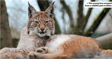  ??  ?? > This young lynx escaped from a wildlife park in Wales