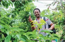  ?? PROVIDED TO CHINA DAILY ?? Abdilahi Ismail Abdilahi, a Somali teacher from Beijing Foreign Studies University, picks cherries in a village in Yan’an, Shaanxi province, in July.