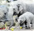  ?? Foto: MAFRA ?? První pražské slůně Slonice Sita byla prvním sloním mládětem narozeným v Troji. Sita i se svou matkou Donnou (obě na starším snímku) Prahu opouští.