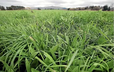  ?? STUFF ?? Many cropping farmers, after they have grown two or three crops in a paddock, plant the paddock into pasture and run stock for a year or two to combat weeds.