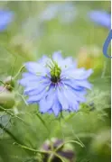  ??  ?? PREVIOUS PAGE The blue borders just two months after planting THIS PAGE, FROM
ABOVE Nigella ‘Miss Jekyll Blue’ is a favourite cottage garden annual; Echinacea ‘White Swan’ makes the blues of salvia and nepeta sing; Scabious ‘Black Knight’ contrasts...