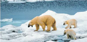  ?? FOTO: IMAGO ?? Eisbären kommen auf der Suche nach Nahrung menschlich­en Siedlungen bedenklich nahe, weil das Eis schmilzt. Auf Nowaja Semlja sind die Tiere bereits in Häuser eingedrung­en.