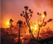  ?? P PHOTO/RINGO H.W. CHIU ?? The wind whips embers from the Joshua trees burned by the Bobcat Fire in Juniper Hills, Calif., on Friday.