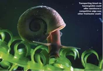  ??  ?? Transporti­ng blood via haemoglobi­n could offer ramshorns a competitiv­e edge over other freshwater snails.