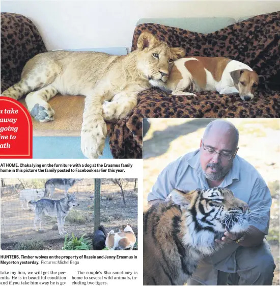  ?? Pictures: Michel Bega ?? AT HOME. Chaka lying on the furniture with a dog at the Erasmus family home in this picture the family posted to Facebook earlier this year. HUNTERS. Timber wolves on the property of Rassie and Jenny Erasmus in Meyerton yesterday. BIG CAT. Rassie...