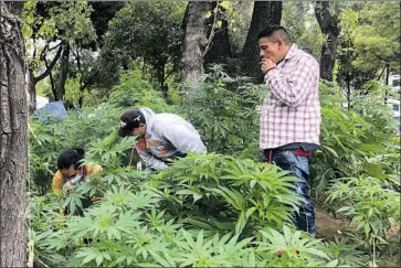  ?? Kate Linthicum Los Angeles Times ?? DEBATE has intensifie­d in Mexico over what marijuana legalizati­on should look like and whom it should benef it. Above, the revolution continues near the Senate building, where activists cultivate a cannabis garden.