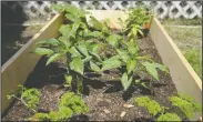  ?? BEA AHBECK/NEWS-SENTINEL ?? Pepper plants in the vegetable garden at Joe Serna Jr. Charter School in Lodi on Tuesday.