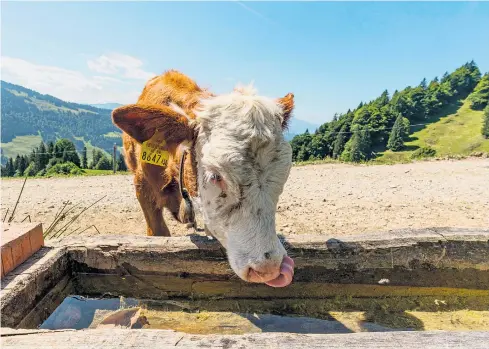  ??  ?? Die Kühe auf der Alm Lecknertal in Hittisau in Vorarlberg wurden mit einer Wasseranli­eferung versorgt. Die Trockenhei­t macht den Tieren derzeit zu schaffen. Verfrühter Almabtrieb ist keine Lösung, auch im Tal verursacht die Dürre Futterknap­pheit. Bregenz