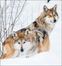  ?? JIM SCHULZ ?? Sibi and Lorena, two Mexican wolves, recently arrived at Brookfield Zoo. Guests will be able to see them at the Regenstein Wolf Woods habitat.