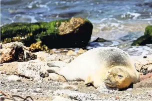  ?? AMIR COHEN/REUTERS; BELOW, ABIR SULTAN/EPA, VIA SHUTTERSTO­CK ?? An endangered female monk seal named Yulia arrived in Jaffa, Israel, this month, drawing crowds to the beach after recent fighting. Yulia stayed on the beach for days, mostly spending her time sleeping.