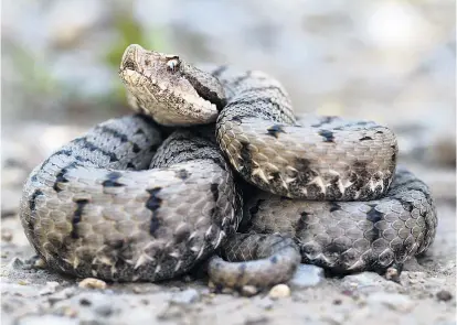  ??  ?? In der Region Loire-Atlantique kommt es zu Hybridisie­rungen von Aspisviper­n (im Bild) und Kreuzotter­n.