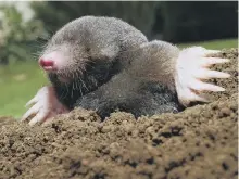  ??  ?? Moles are well adapted to undergroun­d life.