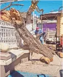  ?? ?? Un árbol derribado por el temporal en Santa Bárbara
