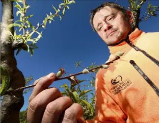  ?? (Photos Philippe Arnassan) ?? À Roquebrune-sur-Argens, les pêchers de Sébastien Perrin portaient déjà des fruits. Ils ont tous gelé.