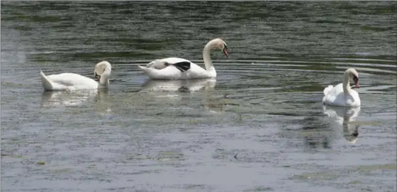  ?? MATHEW MCCARTHY, RECORD STAFF ?? Swans forage for food in the Speed River in Hespeler on Thursday. Canada Geese and trumpeter swans have visiting rights but mute swans live there.