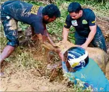  ??  ?? Help at hand: Wildlife department rescue team members extracting the young elephant at sukau, Kinabatang­an.