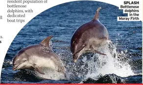  ?? ?? SPLASH Bottlenose dolphins in the Moray Firth