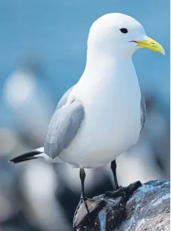  ?? Picture: Getty Images. ?? The cry of the kittiwake will greet you on the short climb up clifftop.