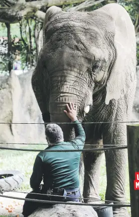  ??  ?? Un lloroso Alexander Valle anticipa que separarse de la elefanta que ha cuidado por 18 años será sumamente difícil para ambos.