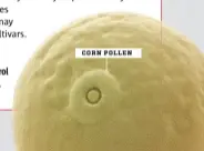  ?? POWER AND SYRED/SCIENCE PHOTO LIBRARY ?? Scientists use CRISPR to control corn plant pollen production. CORN POLLEN