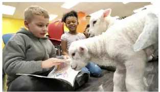  ?? Sebastian Foltz/Post-Gazette photos ?? A lamb from Washington County seems to take an interest in the book that third grader Jonathan George, 9, is reading.
