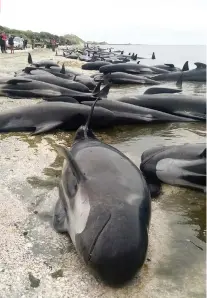  ?? /TIM CUFF/ NEW ZEALAND HERALD VIA AP ?? STRANDED. Whales are stranded at Farewell Spit near Nelson, New Zealand. Volunteers formed a human chain in the water to save about 100 whales after more than 400 of the creatures beached themselves.