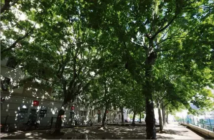  ?? (Photo L. M.) ?? Les platanes, une espèce en voie de disparitio­n ?