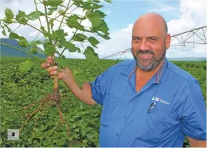  ?? PHOTOS: LLOYD PHILLIPS ?? 2: Dreyer Senekal, agricultur­al manager at Senekal Familie Boerdery, shows a cotton plant‘s taproot system, which grows far down to break up soil compaction. 2