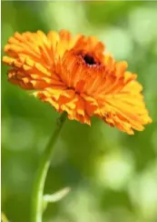  ??  ?? The bright orange bloom of a hybrid marigold, Calendula var.