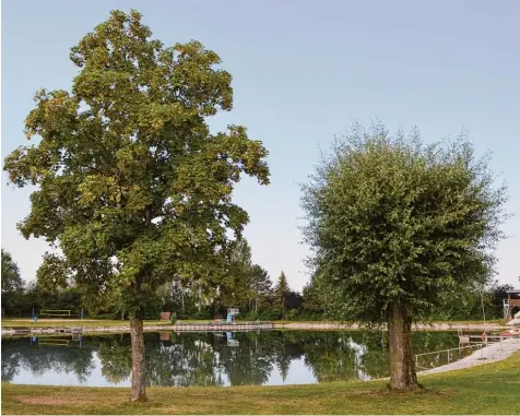  ?? Foto: Stefan Reinbold ?? Die Sanierungs­maßnahmen am Natursee im Freibad Thannhause­n zeigen Wirkung. Nachdem im vergangene­n Jahr eine Algenblüte das Baden unmöglich machte, ist der See in diesem Sommer wieder sauber.