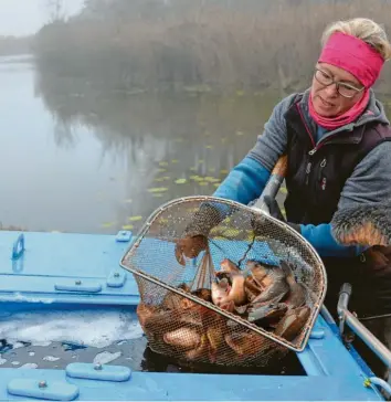  ?? Fotos: Dominik Bunk ?? Fischzücht­erin Isabelle Vollmann‰Schipper zeigt die Tiere, die im Höchstädte­r Weiher eingesetzt wurden.