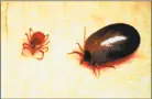  ?? Contribute­d photo / Yale University ?? Black-legged, or deer ticks, both unengorged and engorged with blood.