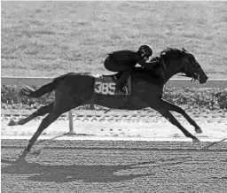  ?? FASIG-TIPTON ?? A Bernardini colt works a furlong in 9 4/5 at the preview for the Fasig-Tipton Midlantic 2-year-olds in training sale.