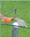  ??  ?? A male Northern Cardinal feeds a begging juvenile Brown-headed Cowbird. The cowbird is well known for laying eggs in other nests.