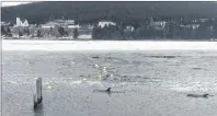  ?? CP PHOTO ?? Dolphins are seen trapped in a harbour in Heart’s Delight, N.L. in this undated handout photo. The dolphins were freed on Thursday.