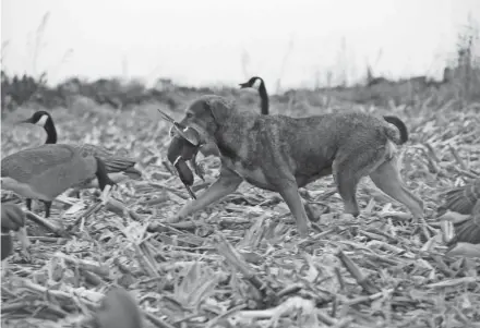  ?? PAUL A. SMITH / MILWAUKEE JOURNAL SENTINEL ?? Dutch, a Chesapeake Bay retriever owned by Bryan Muche, brings in a drake mallard.