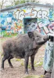  ?? FOTO: DPA ?? Wildsau in einem Waldgebiet im Berliner Stadtteil Tegel.