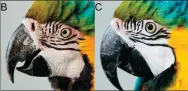  ?? AGENCE FRANCE-PRESSE ?? A ‘blushing’ macaw (left) compared to a ‘non-blushing’ macaw