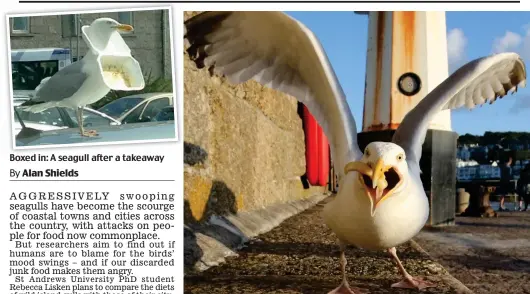  ??  ?? Boxed in: A seagull after a takeaway Crazy for chips: Some seagulls attack humans for a fish supper or similar treat