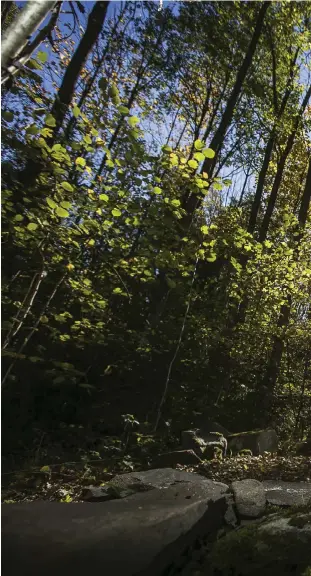  ??  ?? CEREMONI. Goden Räv Skogsberg blotar till guden Frej vid blotplatse­n eller hörjen som han och andra asatroende byggt i skogen i Fengersfor­s. Först läser han några rader för att åkalla gudarna, sen offras en öl och ett äpple.