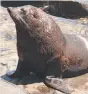  ??  ?? A fur seal.