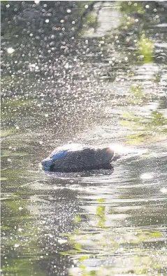  ?? PPA. Picture: ?? Beavers were reintroduc­ed to Scotland in 2009.