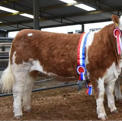  ??  ?? Lyndsey Behan, Garreth T Behan and Trevor Shortt, with the three Clonagh herd champions, Clonagh Jazzy Eyes, Clonagh Just a Dream and Clonagh Hot Shot, a first ever triple-show championsh­ip for the same Simmental herd.