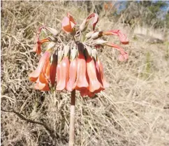  ??  ?? Mother-of-millions (Bryophyllu­m delagoense).